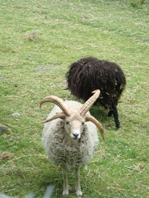 Fine horns on this sheep