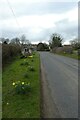 Daffodils near Bramham