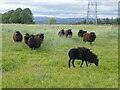 Black sheep, Ladystone Steading