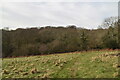 Footpath across field