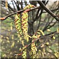 Hornbeam (Carpinus betulus) catkins