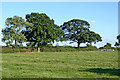 Warwickshire pasture south-west of Hinckley