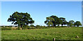 Warwickshire pasture south-west of Hinckley