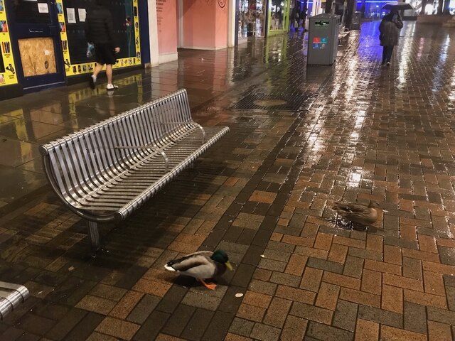 Good weather for ducks on Albert Street