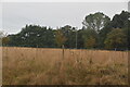 Grasses and woodland