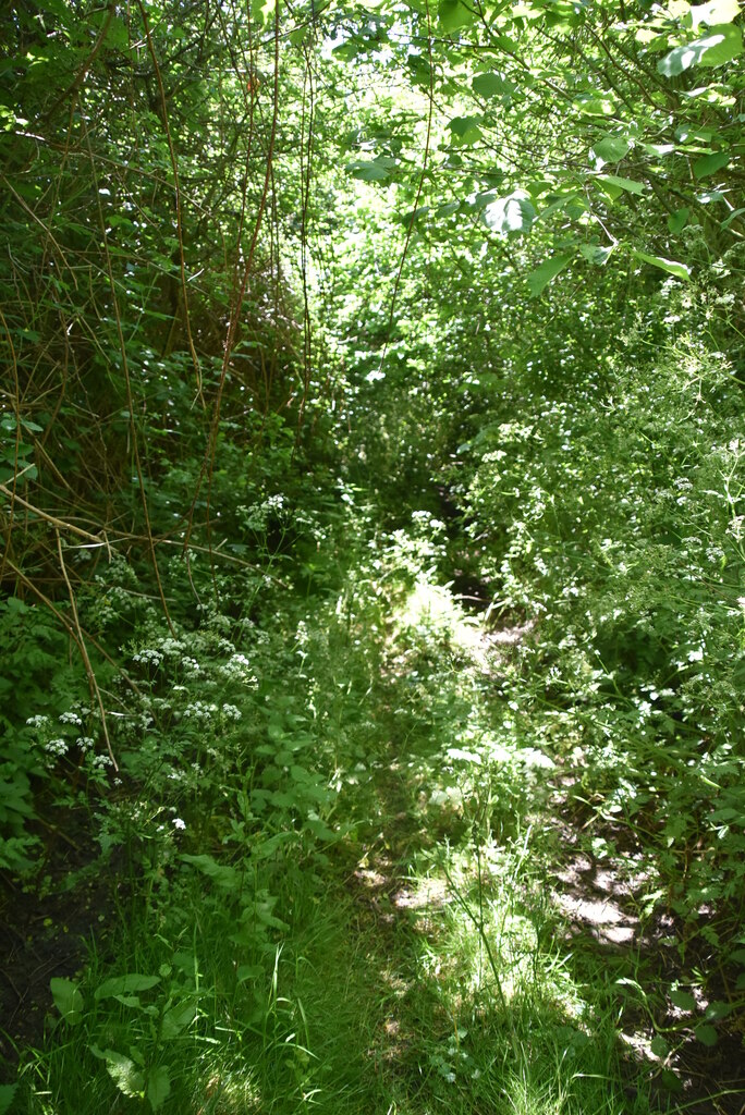 Overgrown Byway © N Chadwick :: Geograph Britain And Ireland