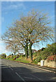 Trees, Barton Hill Road