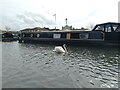 Swan on the canal