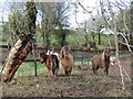 Shetland ponies near Cynheidre