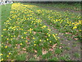 Daffodils in Barnes