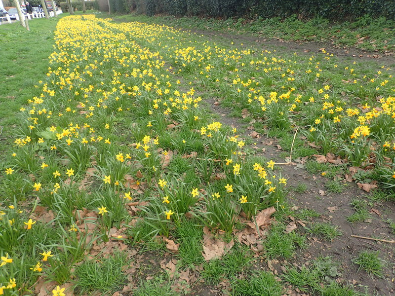 Daffodils in Barnes © Marathon ccbysa/2.0 Geograph Britain and Ireland