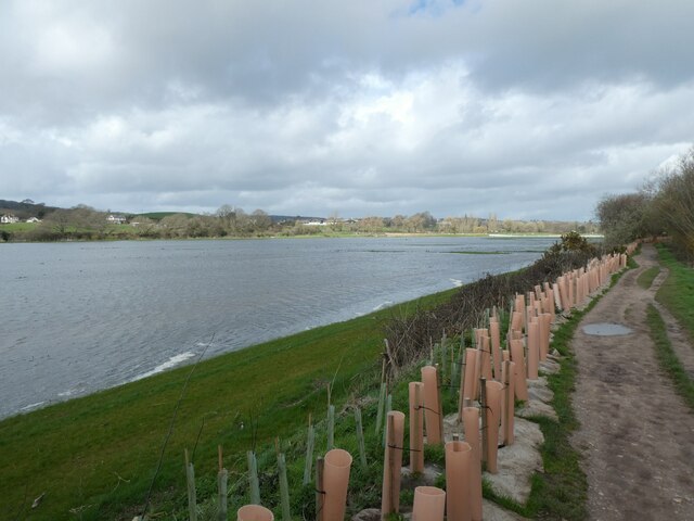 New hedge and flooded fields, Lower Otter Restoration Project