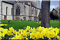 SK8251 : Daffodils in Balderton Churchyard by Stephen McKay