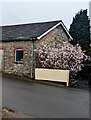 Pink blossom in early Spring 2023, Caerwent