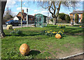 Daffodils, Walnuts and a Bus Shelter