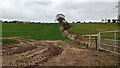 Wheat field and recently restored hedge