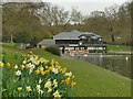 Daffodils and cafe in Roundhay Park