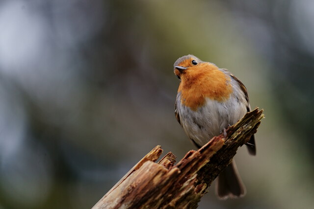 Robin at Forest How