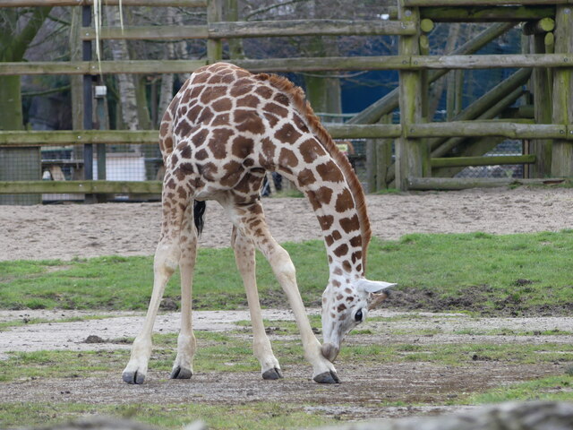 Zoom shot of a young Rothschild's giraffe, Chester Zoo