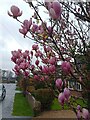 Magnolia on Beech Ride