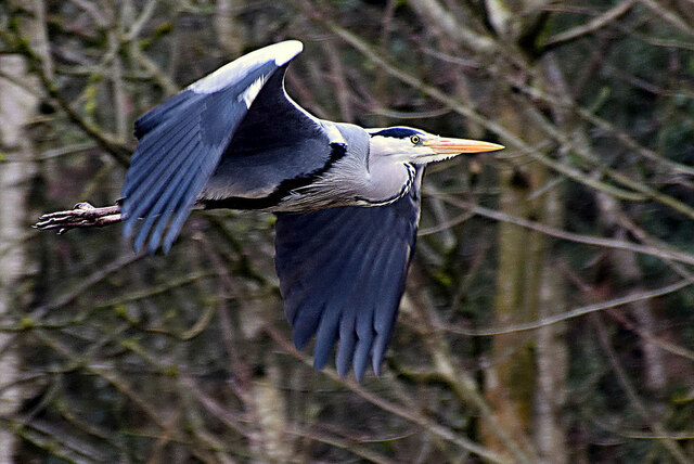 Heron in flight along the Camowen River