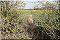 Fiskerton Trig Pillar