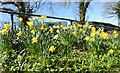 SD6027 : Laneside daffodils by philandju