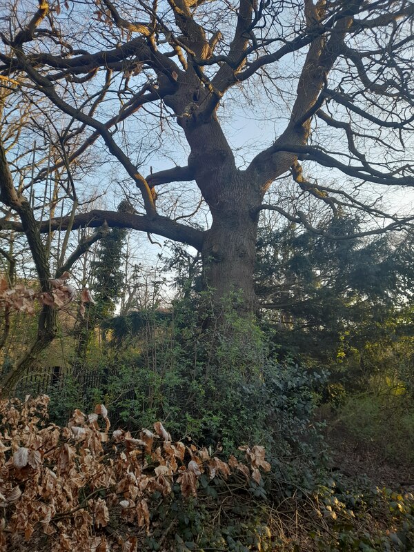 Old Tree In Golders Hill Park © David Howard Cc By Sa20 Geograph Britain And Ireland 9612