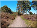 Wildmoor Heath footpath