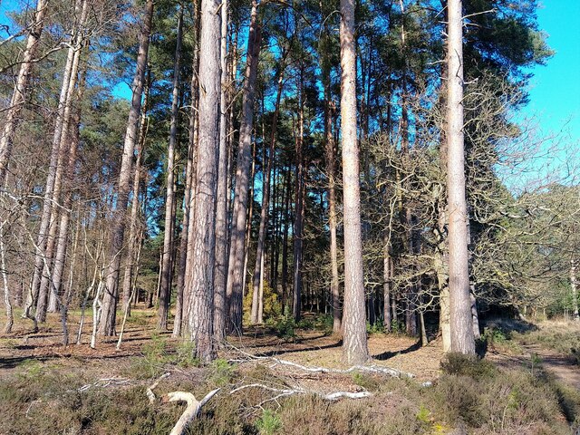 Wildmoor Heath woodland © Oscar Taylor :: Geograph Britain and Ireland