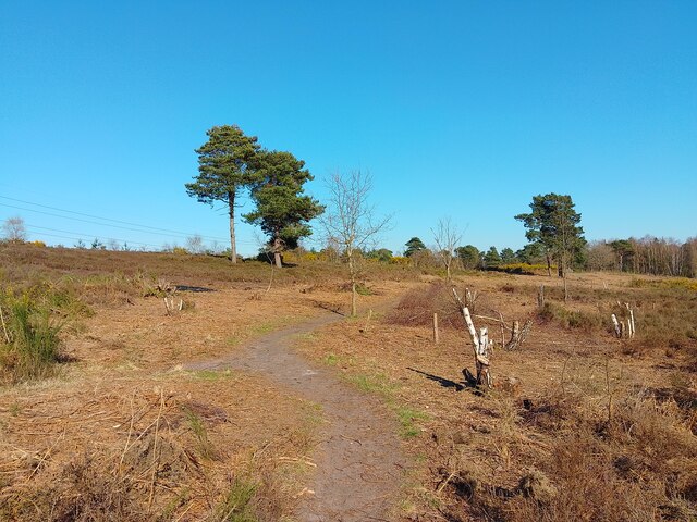 Wildmoor Heath footpath © Oscar Taylor :: Geograph Britain and Ireland