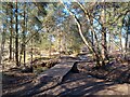 Wildmoor Heath footpath