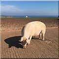 NT9164 : Pregnant sow near Whitecross by Barbara Richardson