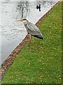 SU8692 : A Heron by the lake at Wycombe Abbey School by David Hillas