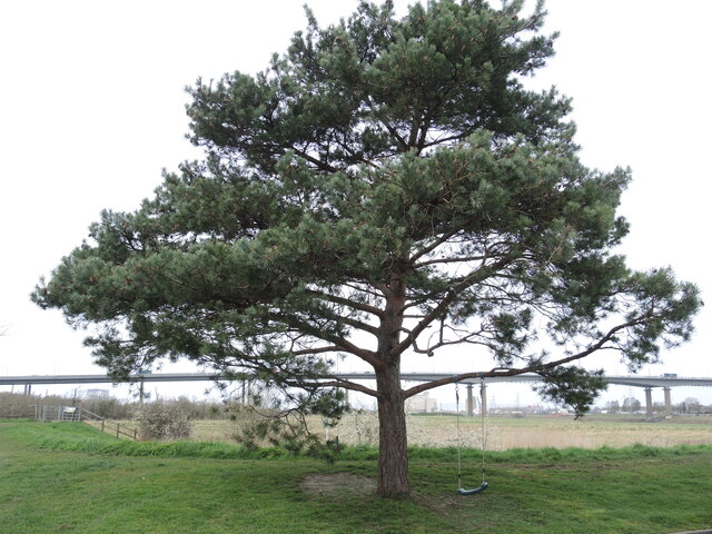 A Complete Tree © Neil Owen :: Geograph Britain And Ireland