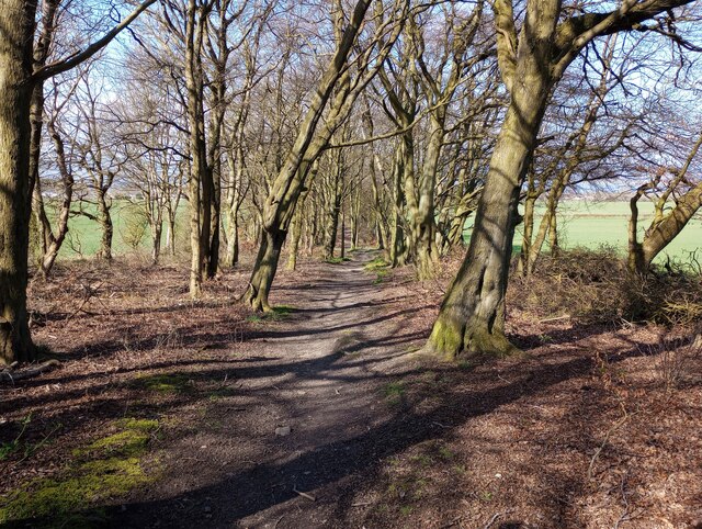 Path through woodland strip © Jim Smillie :: Geograph Britain and Ireland