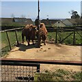 Bactrian camels have two humps