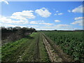 Green  dotted  track  toward  Nafferton  Kesters