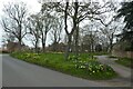 Daffodils in Skelton