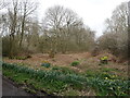 Area of dead bracken and trees beside drive to Grove Farm