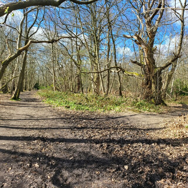 Chestnut Avenue © James Emmans :: Geograph Britain and Ireland