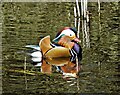 SK3087 : Mandarin duck in The Rivelin Valley by Neil Theasby