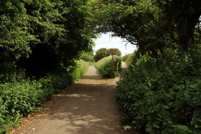 Diverging paths, north of Robin Hood's Bay
