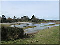 J4967 : Wetlands, Castle Espie by Christine Johnstone