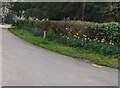 SO6532 : Daffodils alongside Church Lane, Much Marcle, Herefordshire by Jaggery