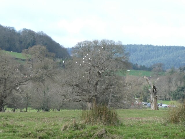 Little white egrets perching in tree, Powderham Park