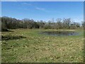 Part of Brown Moss Nature Reserve near Whitchurch, Shropshire