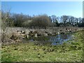 Reed bed at Brown Moss