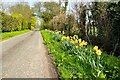 A lane in Throcking, trimmed with daffodils