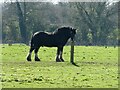 Horse near the Shropshire Way